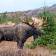 Alaska