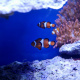 Ocellaris clownfish