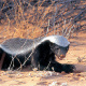 Kalahari