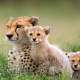 Serengeti