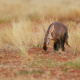 African savanna