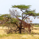 Acacia
