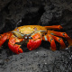 Sally Lightfoot crab