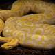 Albino Burmese python