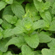 Spearmint