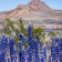 Big Bend