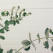 Silver Dollar Eucalyptus