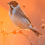 Reed Bunting
