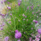 Dianthus