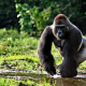 Bwindi Impenetrable Forest