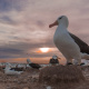 Falkland Islands
