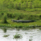 Mugger crocodile