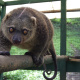Sulawesi