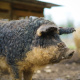 Mangalitsa