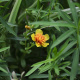 Mexican Tarragon