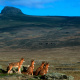 Ethiopian wolf