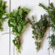Oregano